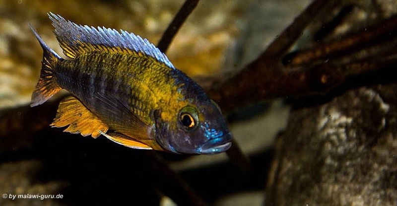 Aulonocara jacobfreibergi 'Cape Maclear'